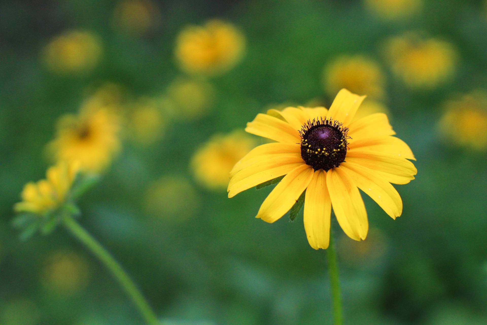 black eyed susan flowers