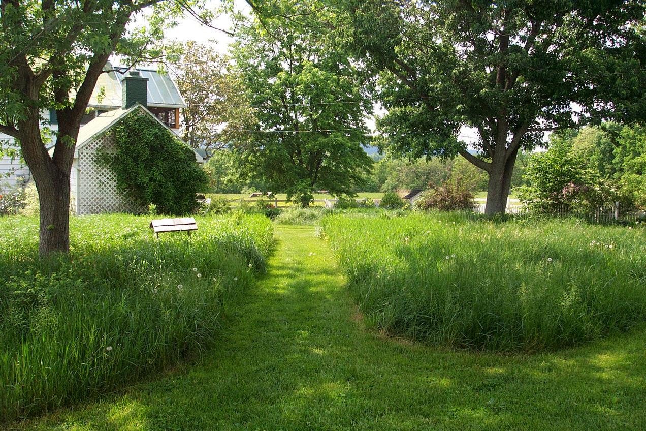 Path from house into growing natural area