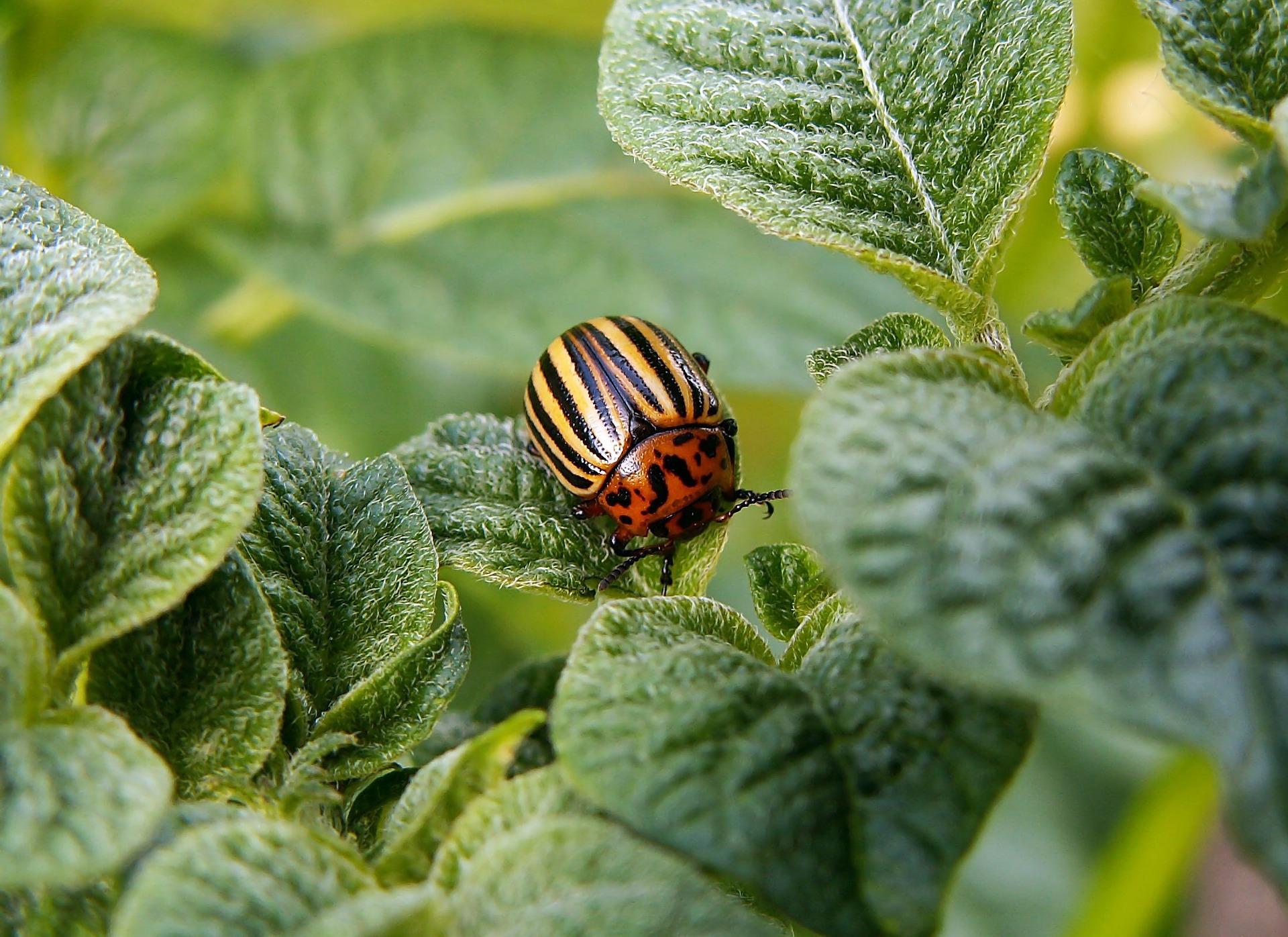 Colorado potato beetle