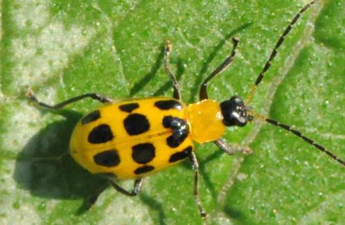 Spotted cucumber beetle