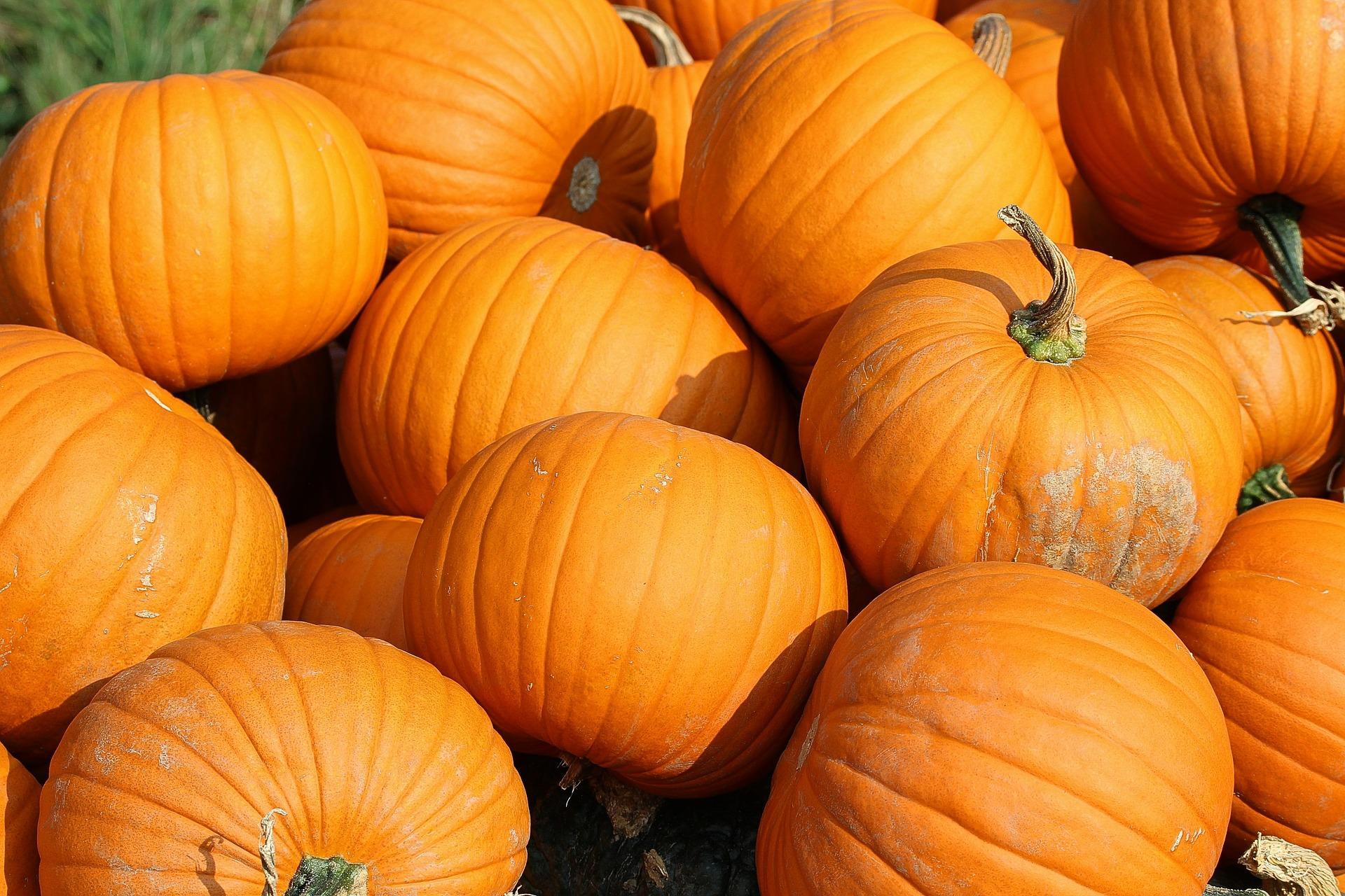 a pile of pumpkins