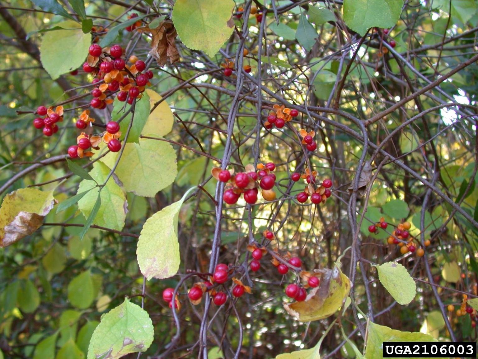 invasive oriental bittersweet vines with orange and yellow berries