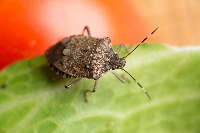 Stink Bug