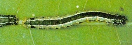 Fall Cankerworm