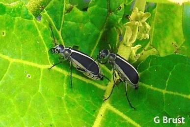 Margined blister beetles