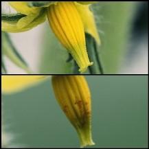 Top flower not visited by bumblebees