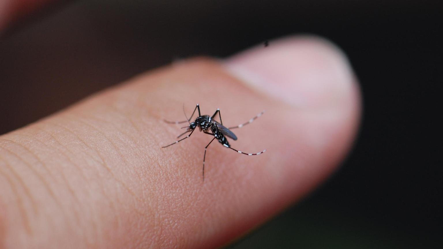 Asian tiger mosquito