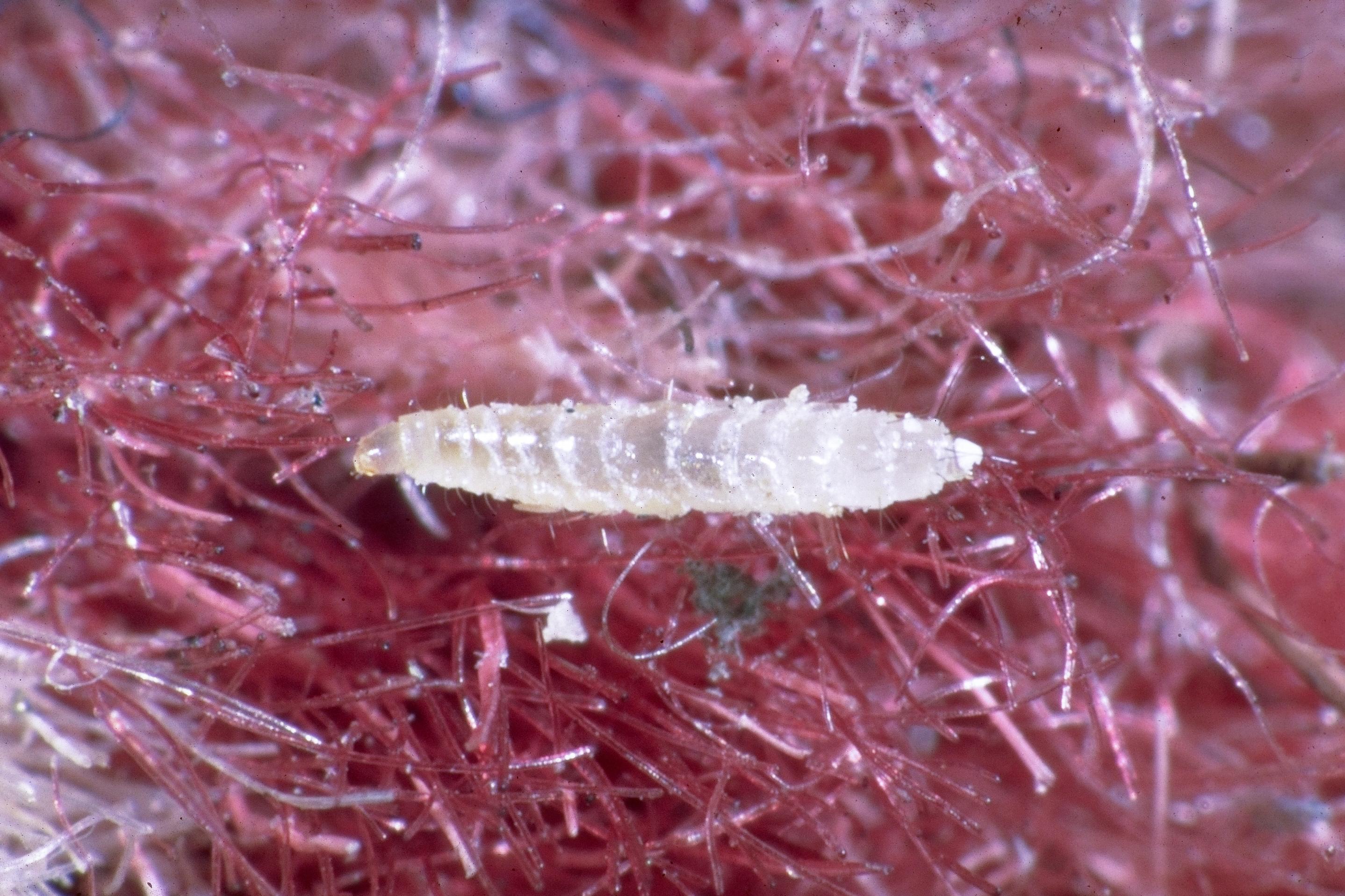 flea larva