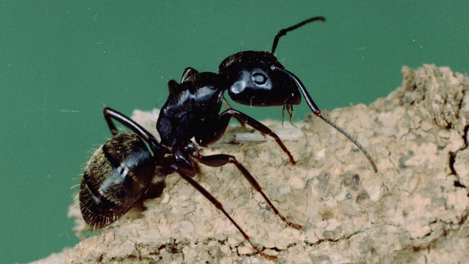 black carpenter ant