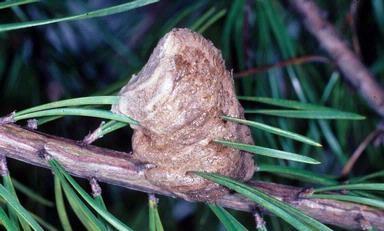 Chinese mantid egg mass