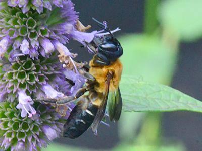 female resin bee