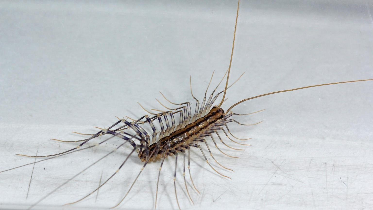 house centipede