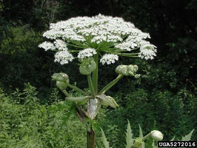 giant hogweed flower