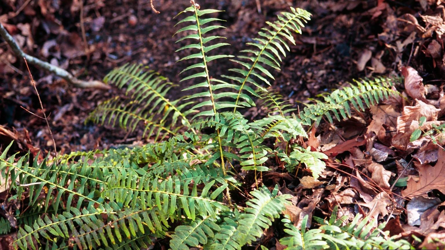 Christmas fern