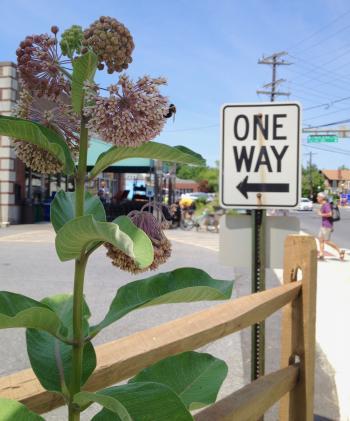 common milkweed plant in the city