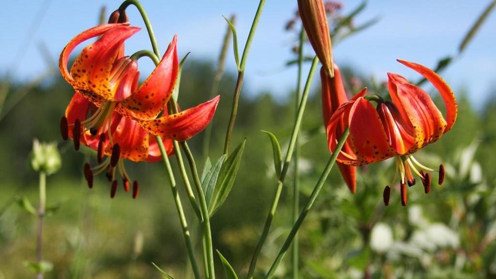 orange flowers of turks cap lily