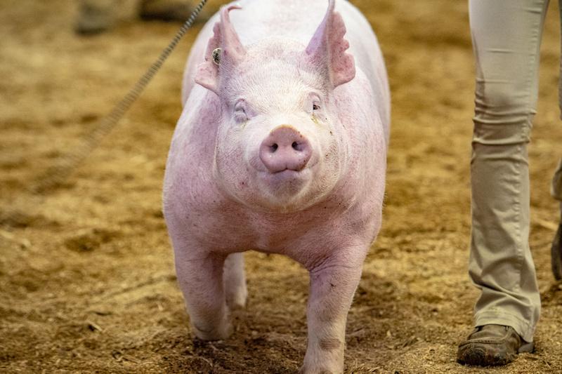 Swine being shown at the Maryland State Fair