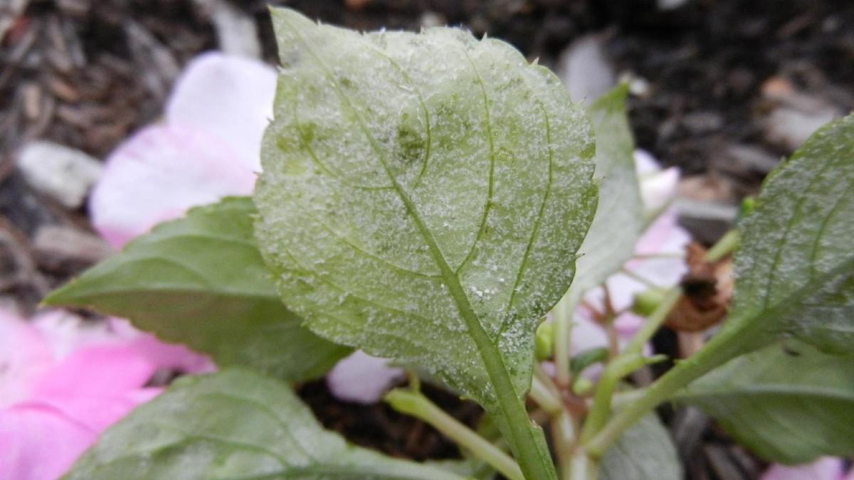 impatiens downy mildew