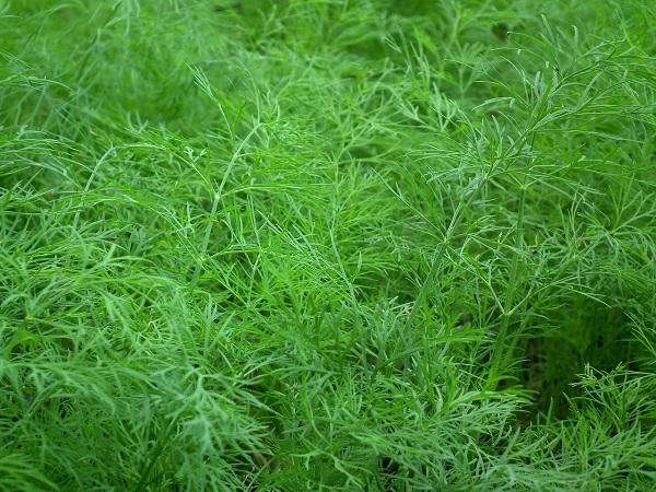 dill foliage