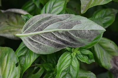 evidence of the disease on undersides of leaves