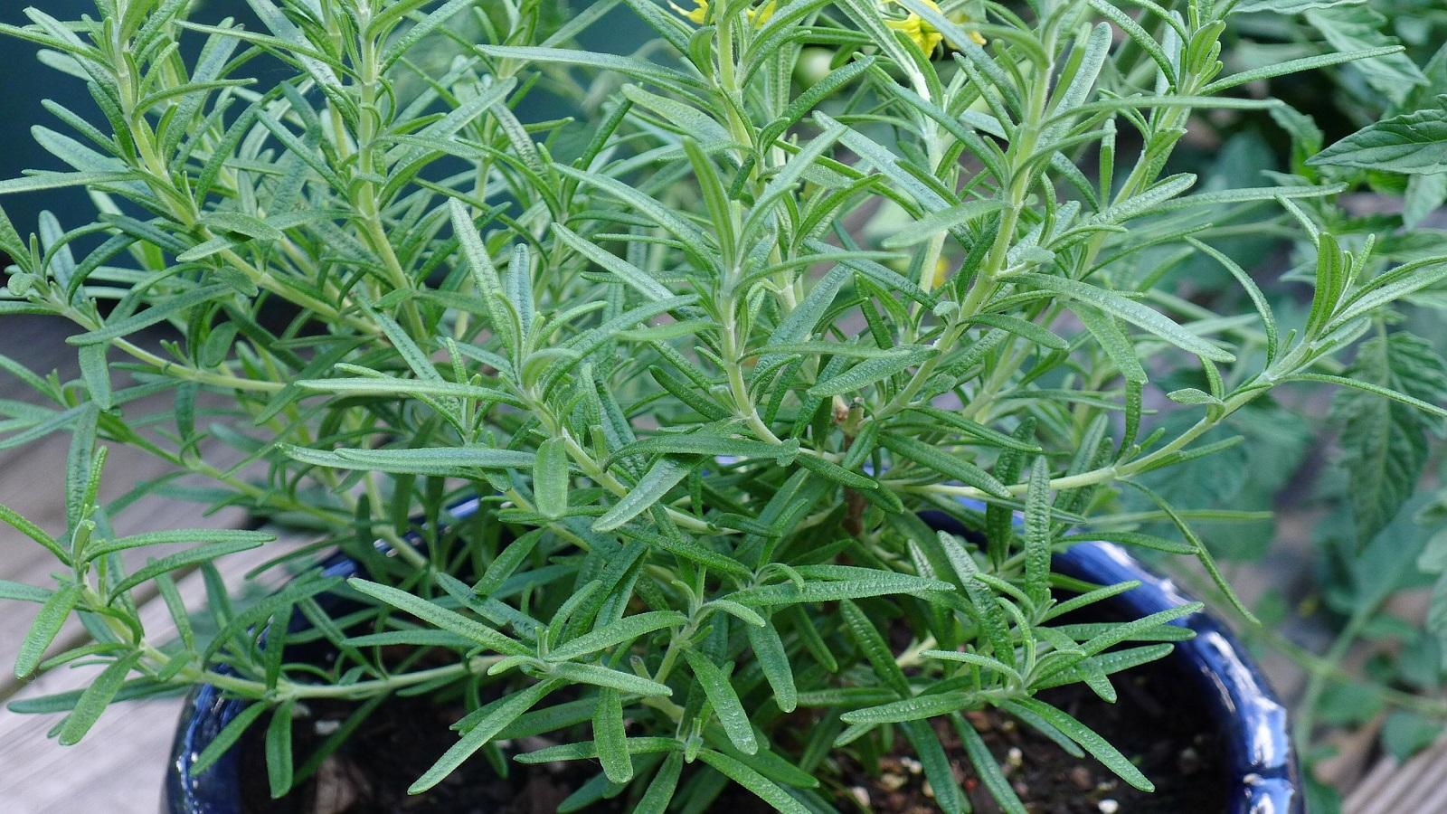 rosemary