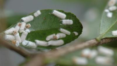 cottony camellia scale