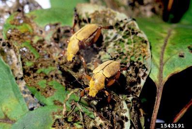 damage of rose chafer beetle