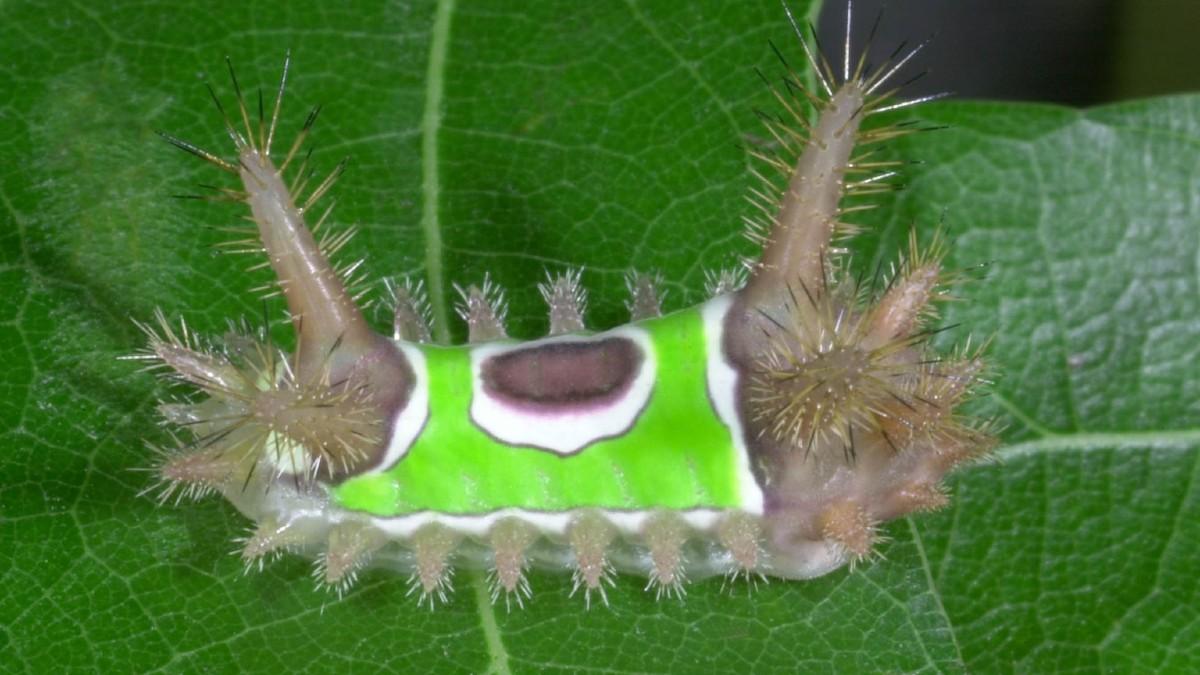 stinging saddleback caterpillar