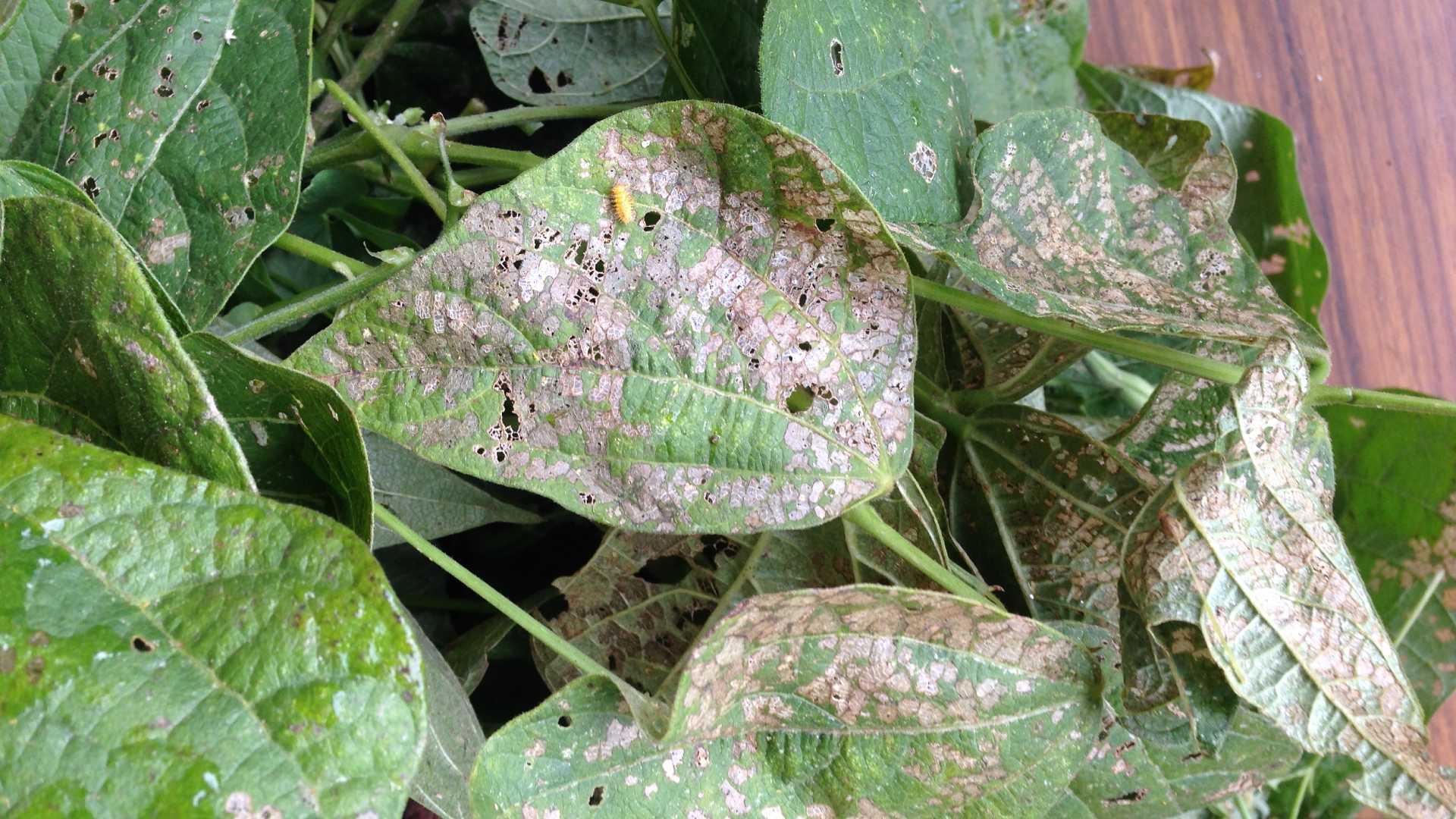 Severe feeding injury by Mexican bean beetle