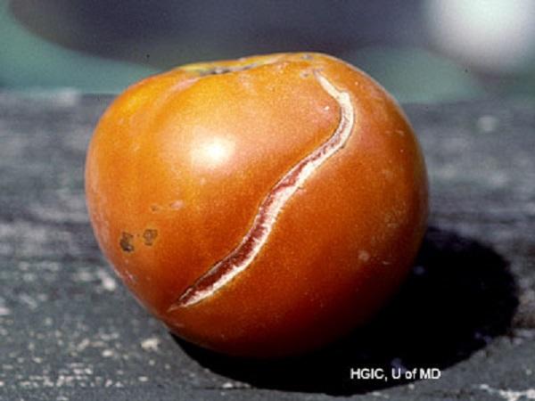 heat crack on tomato