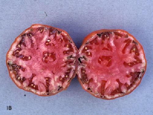 dark tissue on the inside of a cut tomato