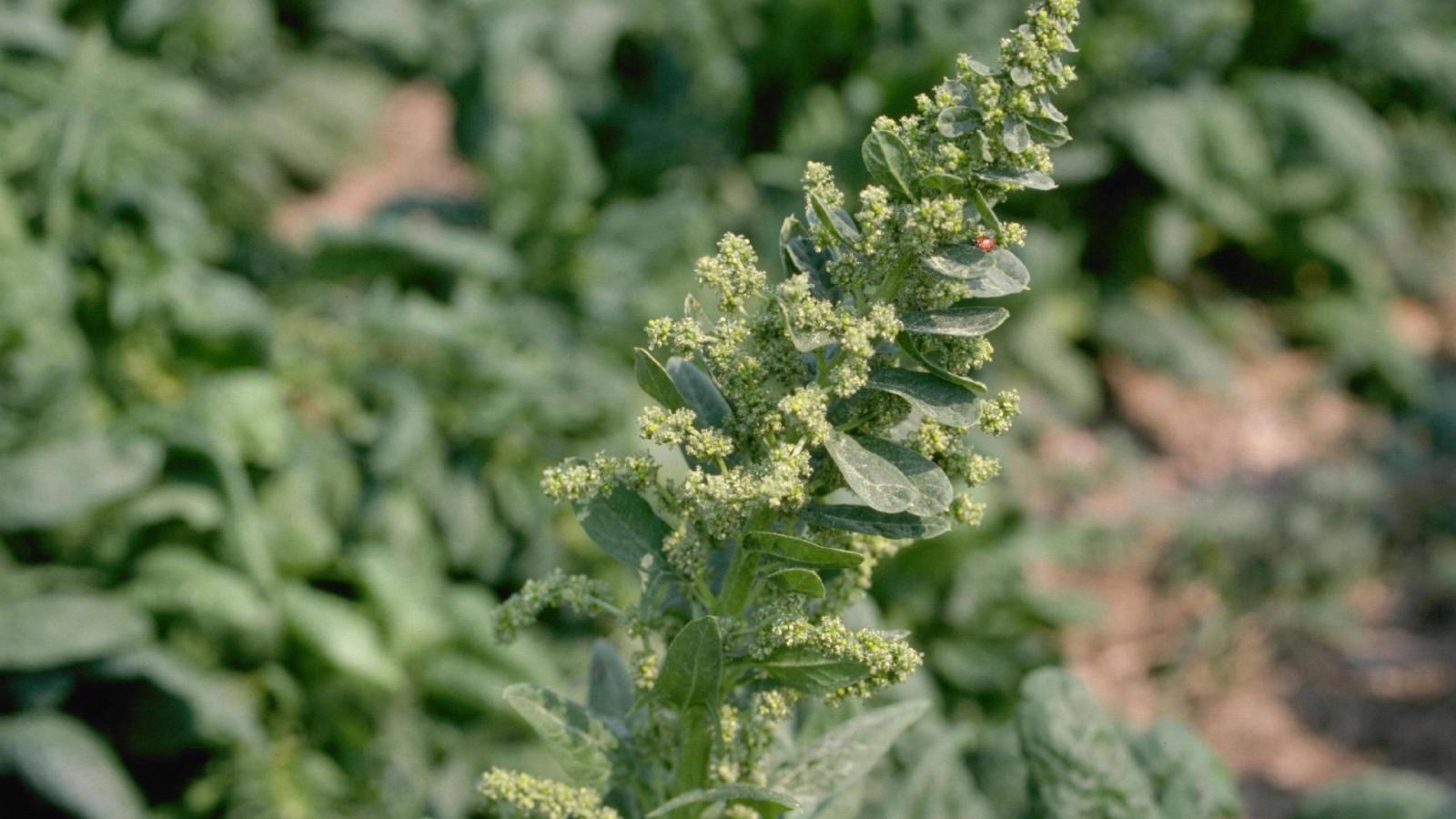 spinach forming flower stalk