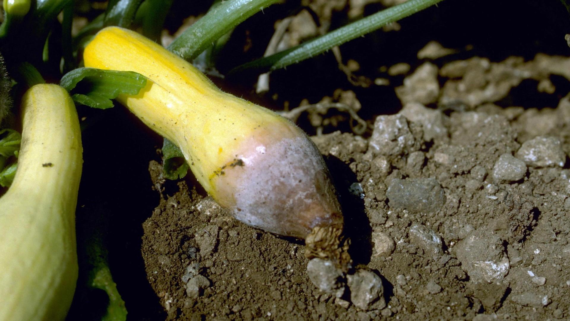 rotting summer squash