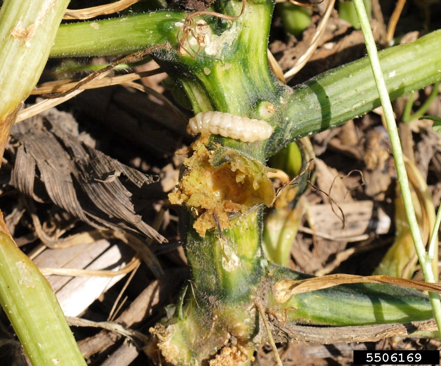 Squash vine borer and damage