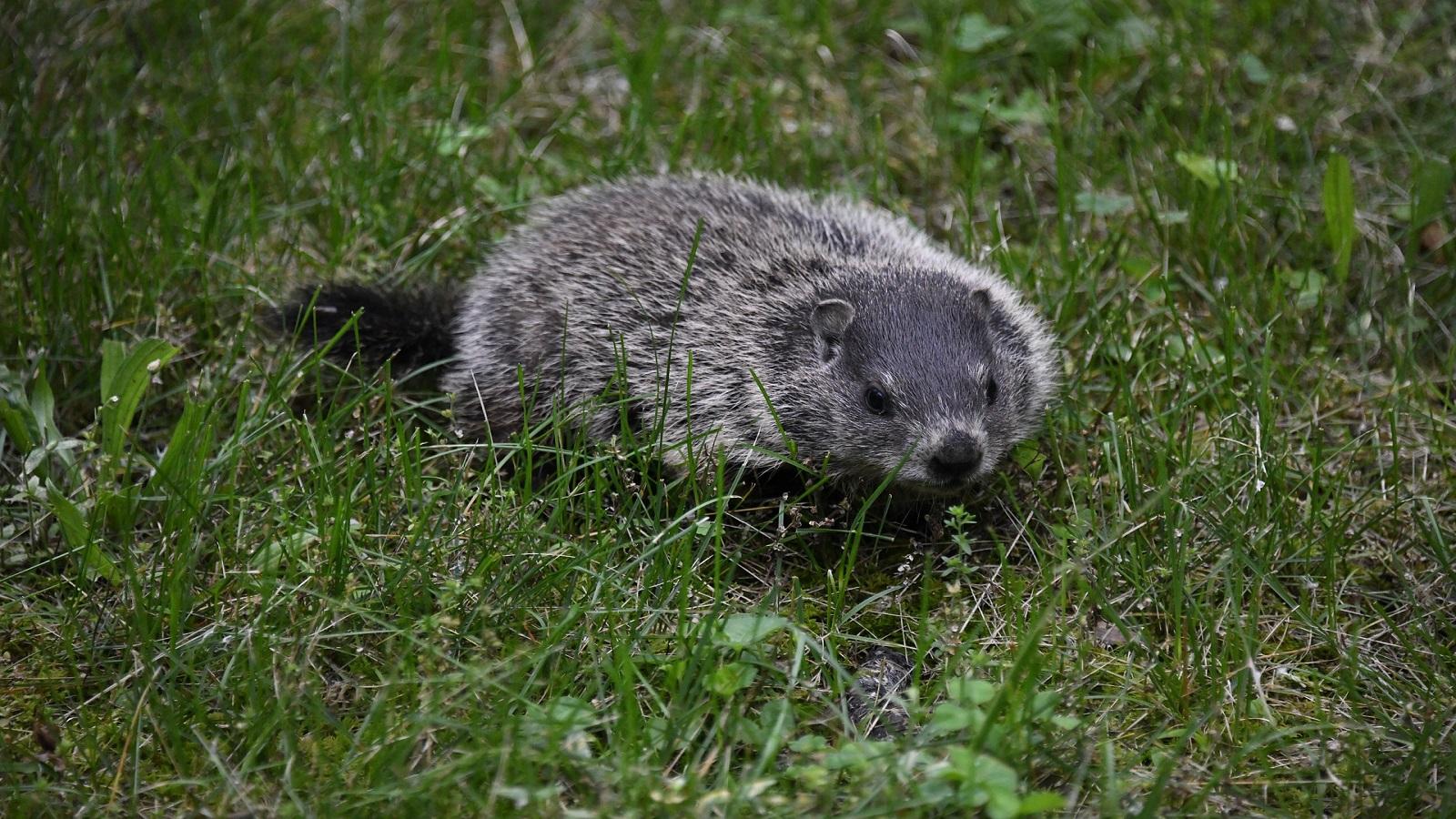 groundhog