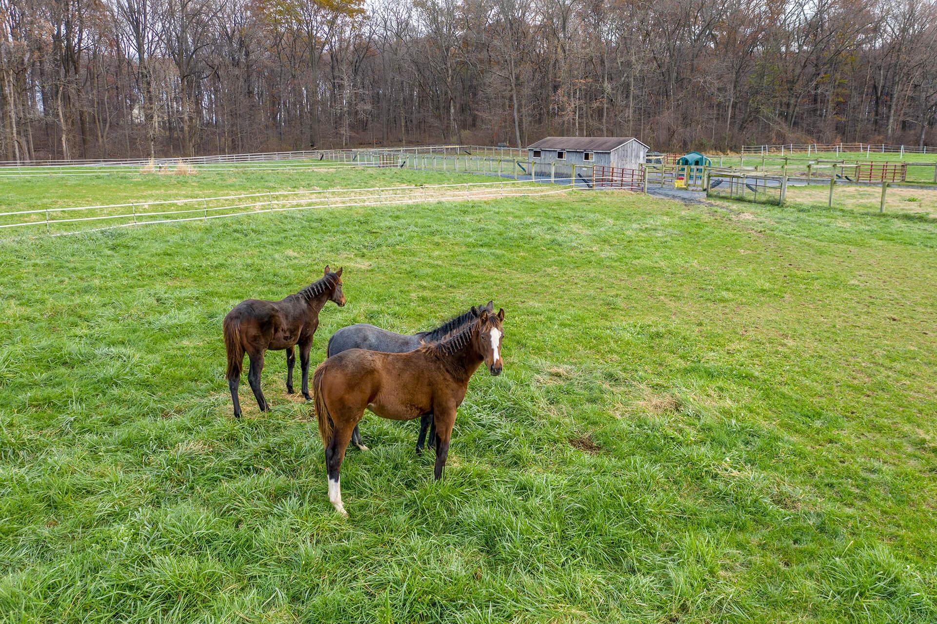 Three brown horses on the CMREC horse demonstration field