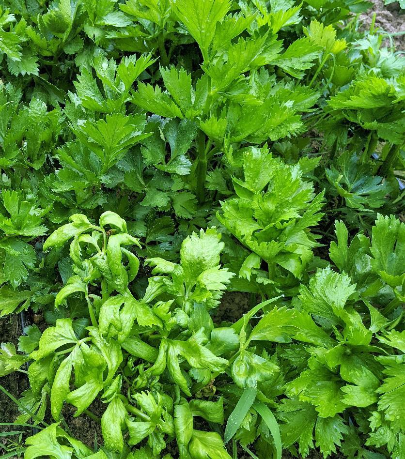 Celery with Anthracnose (lower left-hand corner) and non-infected celery