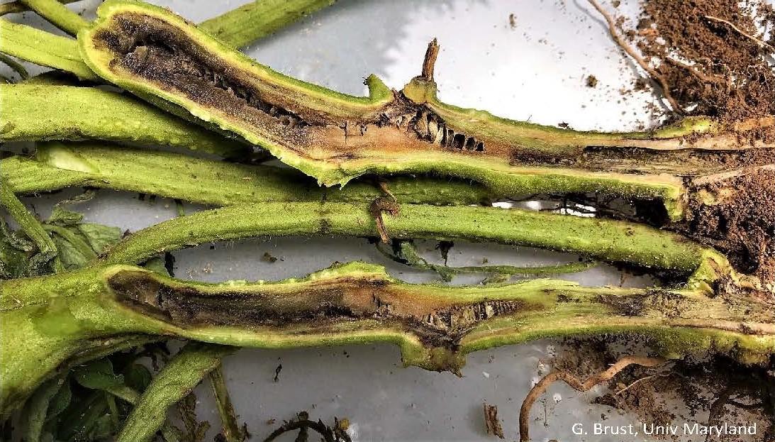 Discolored pith at the base of an infected tomato stem