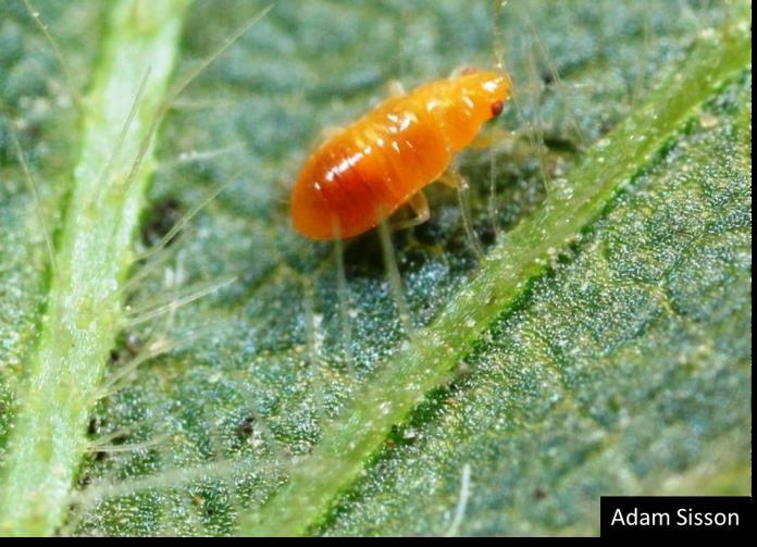 Orius nymph on soybean. Iowa State University, Bugwood.org.