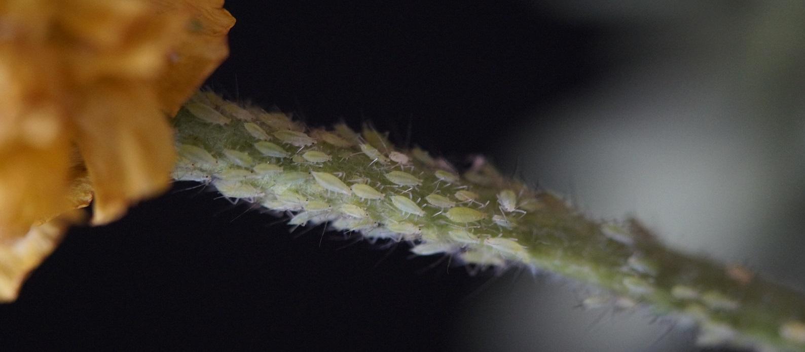 aphids on a plant stem