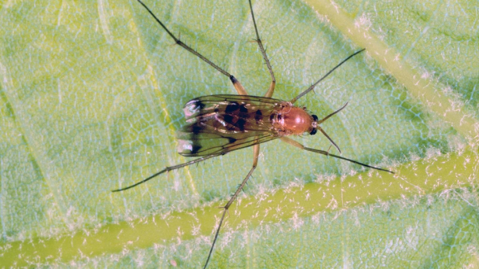 fungus gnat adult