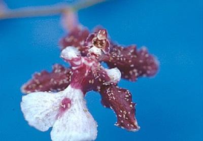 aphids on an orchid flower