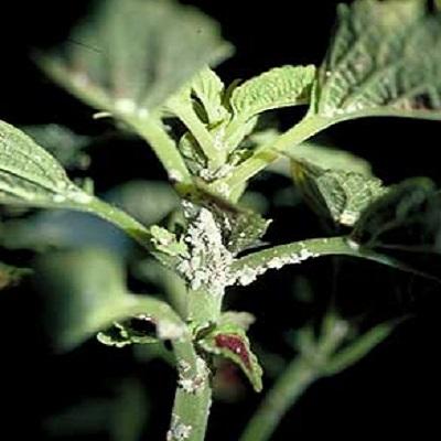 mealybug on coleus stem