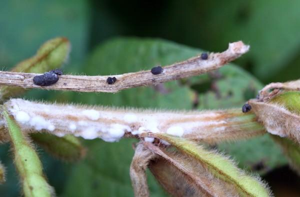 white mold sclerotinia on soybean