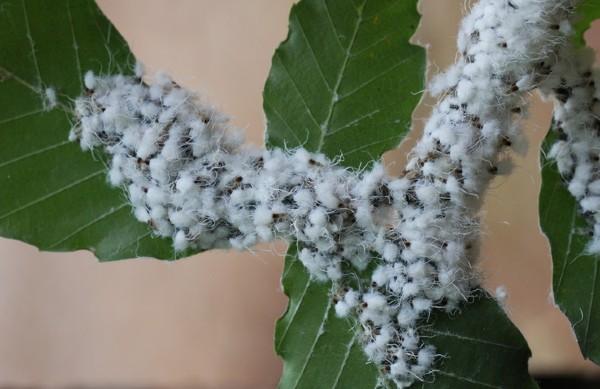 beech blight aphids