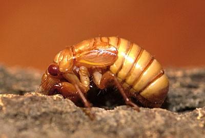 cicada nymph