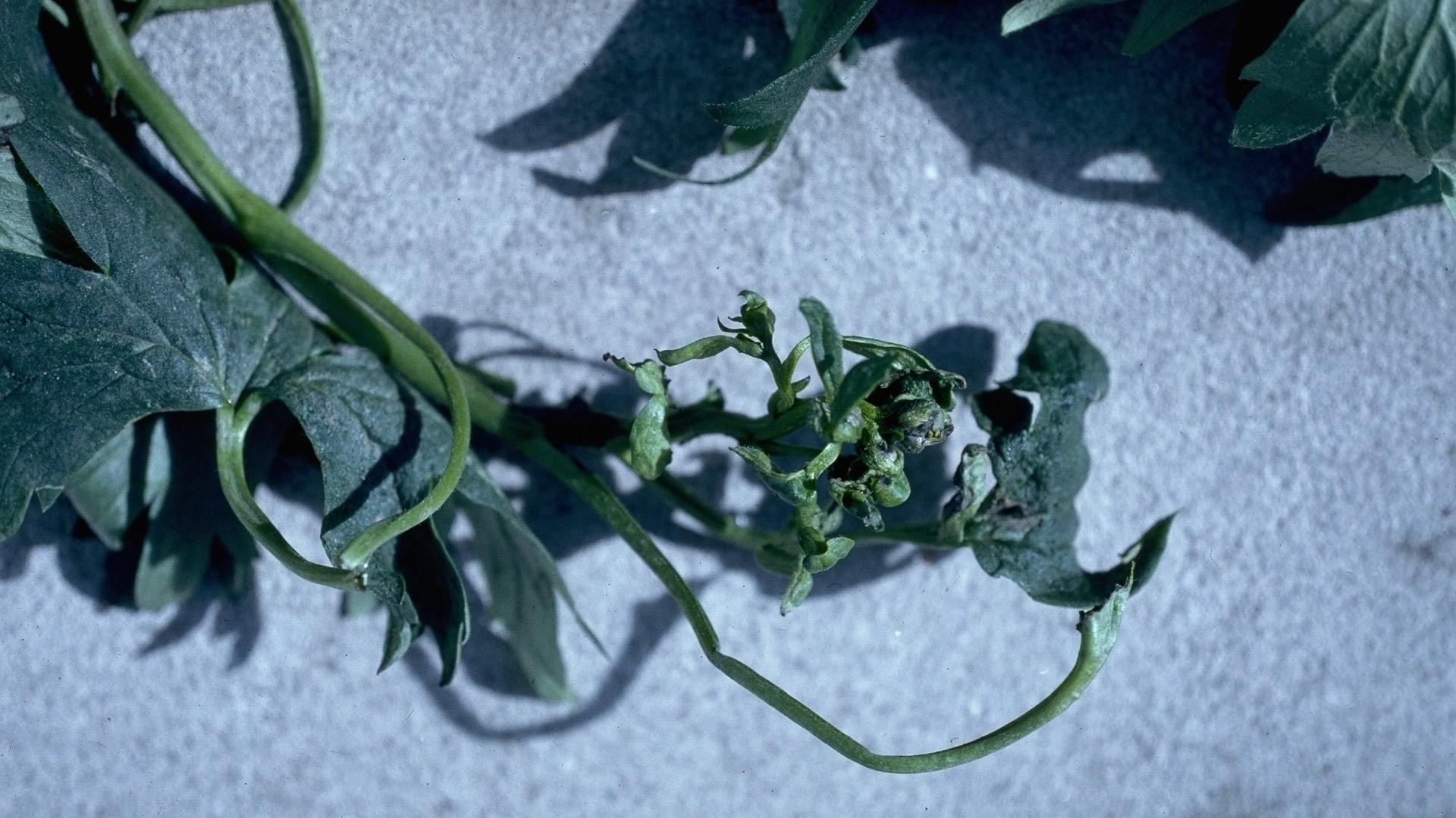 cyclamen mite damage on delphinium