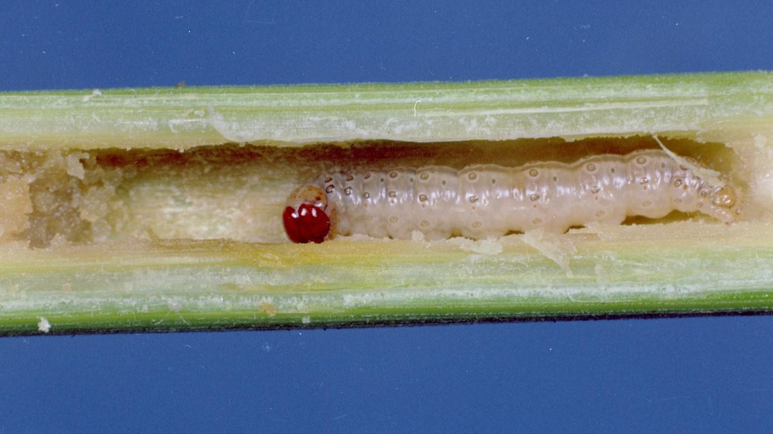 European corn borer