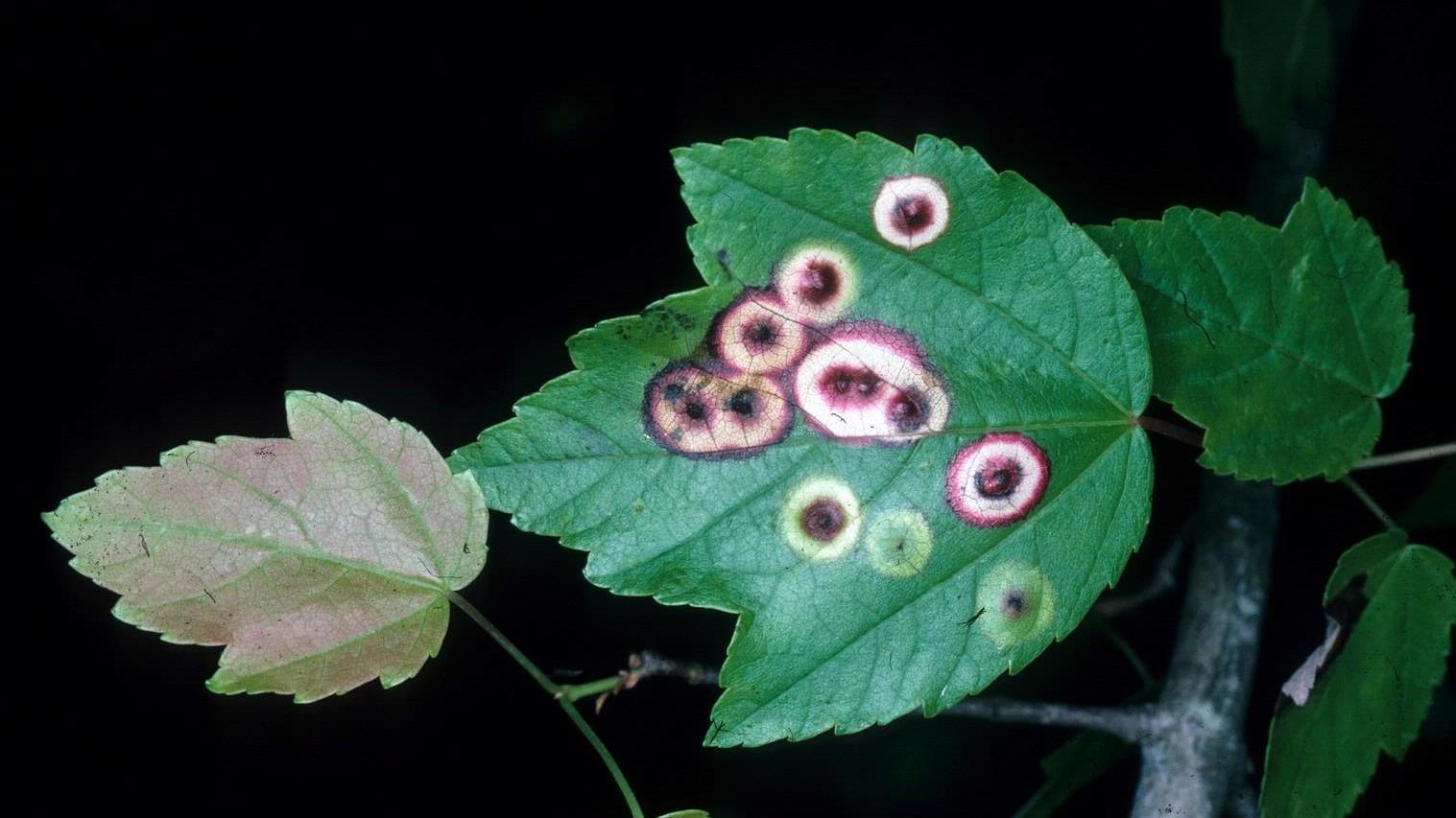 eyespot gall