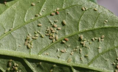 green peach aphids